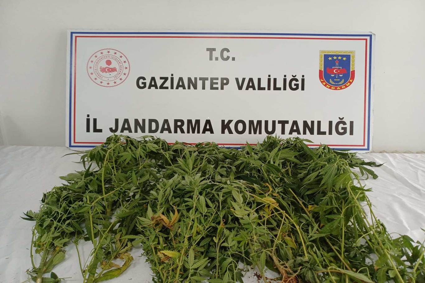 Gaziantep'te kenevir ekimi yapan 9 şüpheli yakalandı