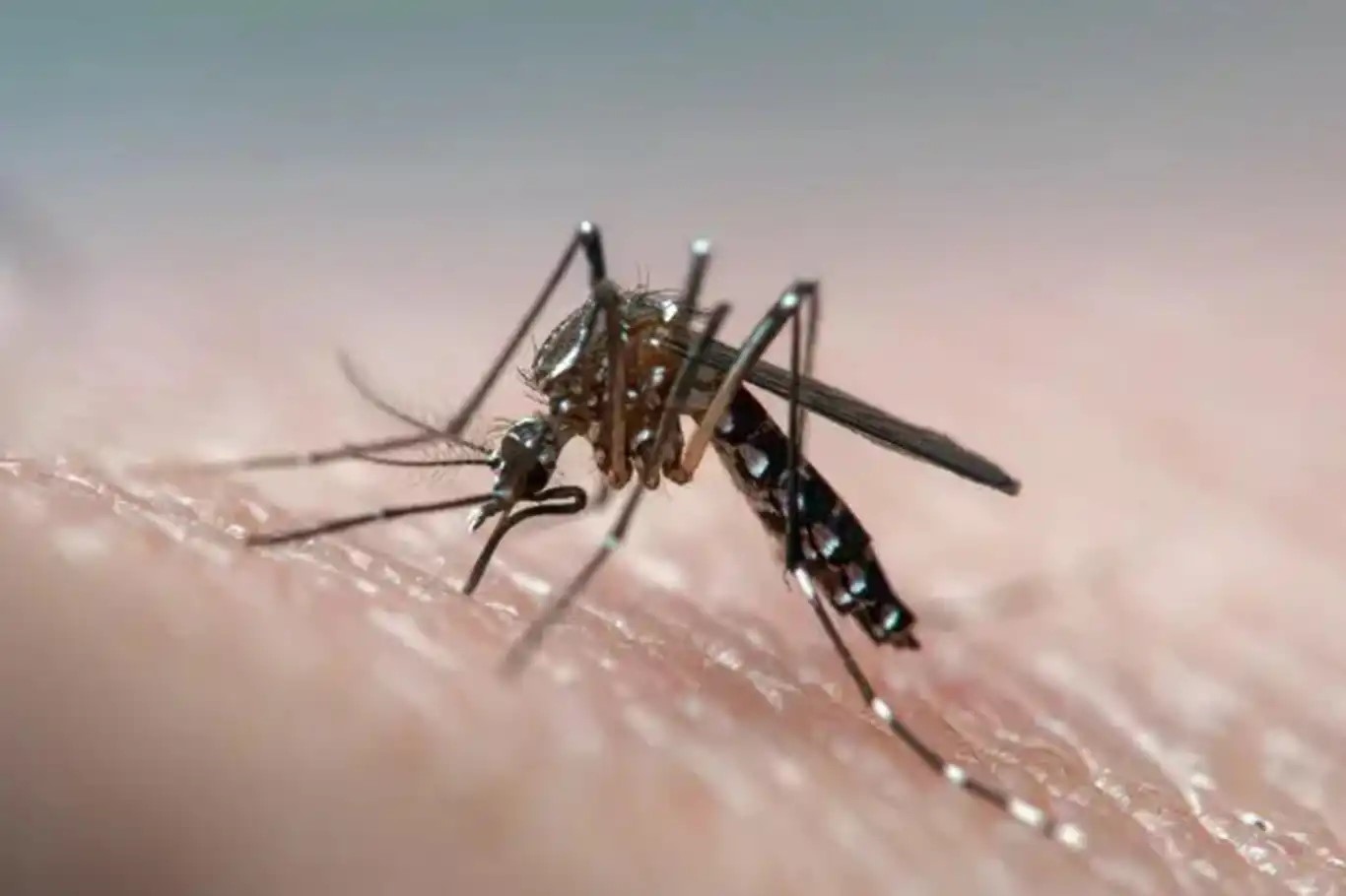 Greece reports surge in West Nile virus cases as death toll rises to 19