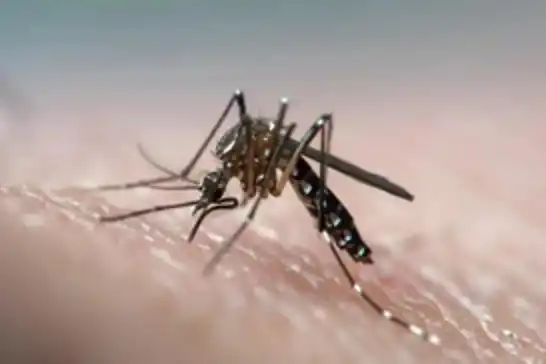 Greece reports surge in West Nile virus cases as death toll rises to 19