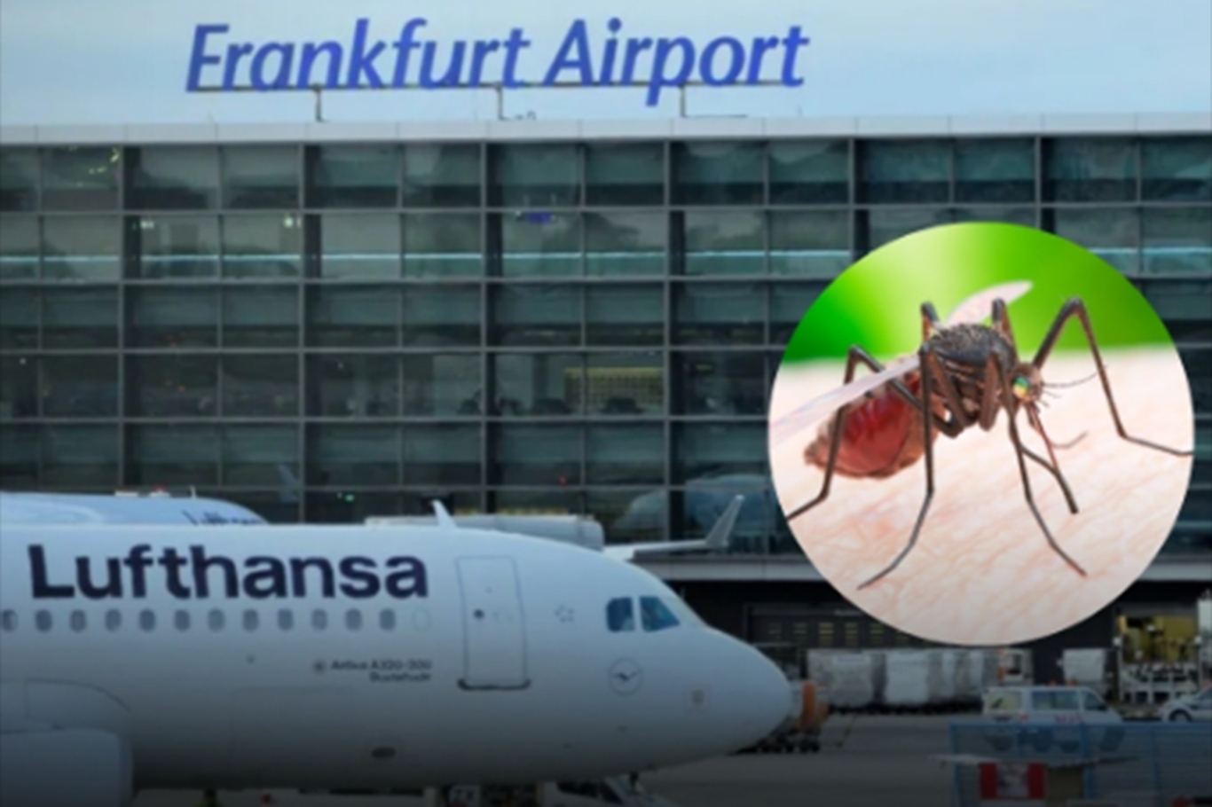 Two die in rare malaria outbreak at Germany's Frankfurt Airport