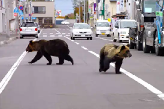 Japan culls more than 14,000 bears as attacks on people escalate