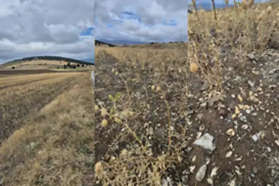 Yozgat’ta sağanak ve dolu tarım arazilerini vurdu
