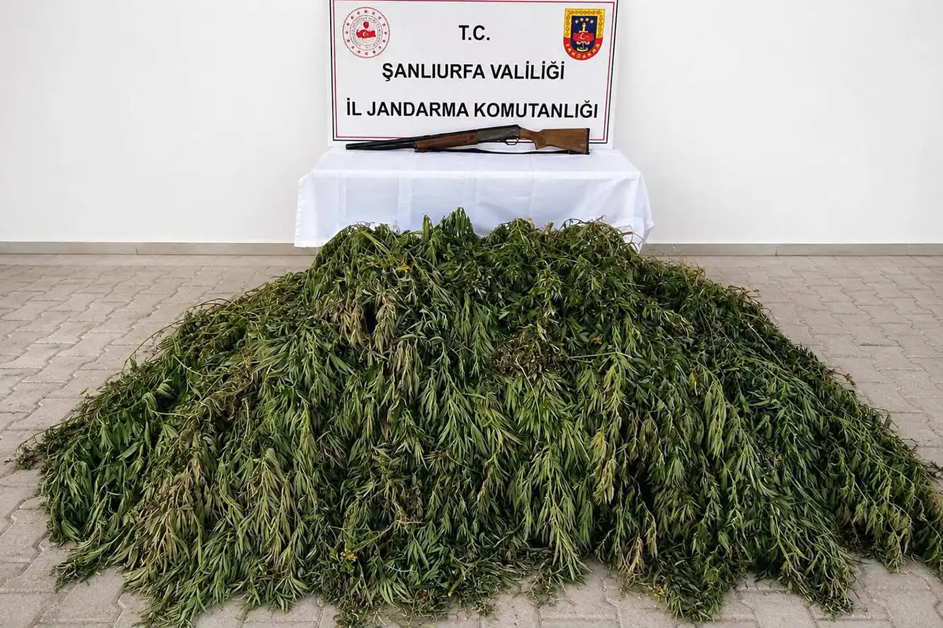 Şanlıurfa'da 610 kök kenevir ele geçirildi
