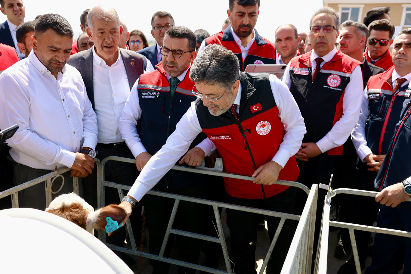 17 milyon büyükbaş hayvan için dijital küpe sistemi başlatıldı 