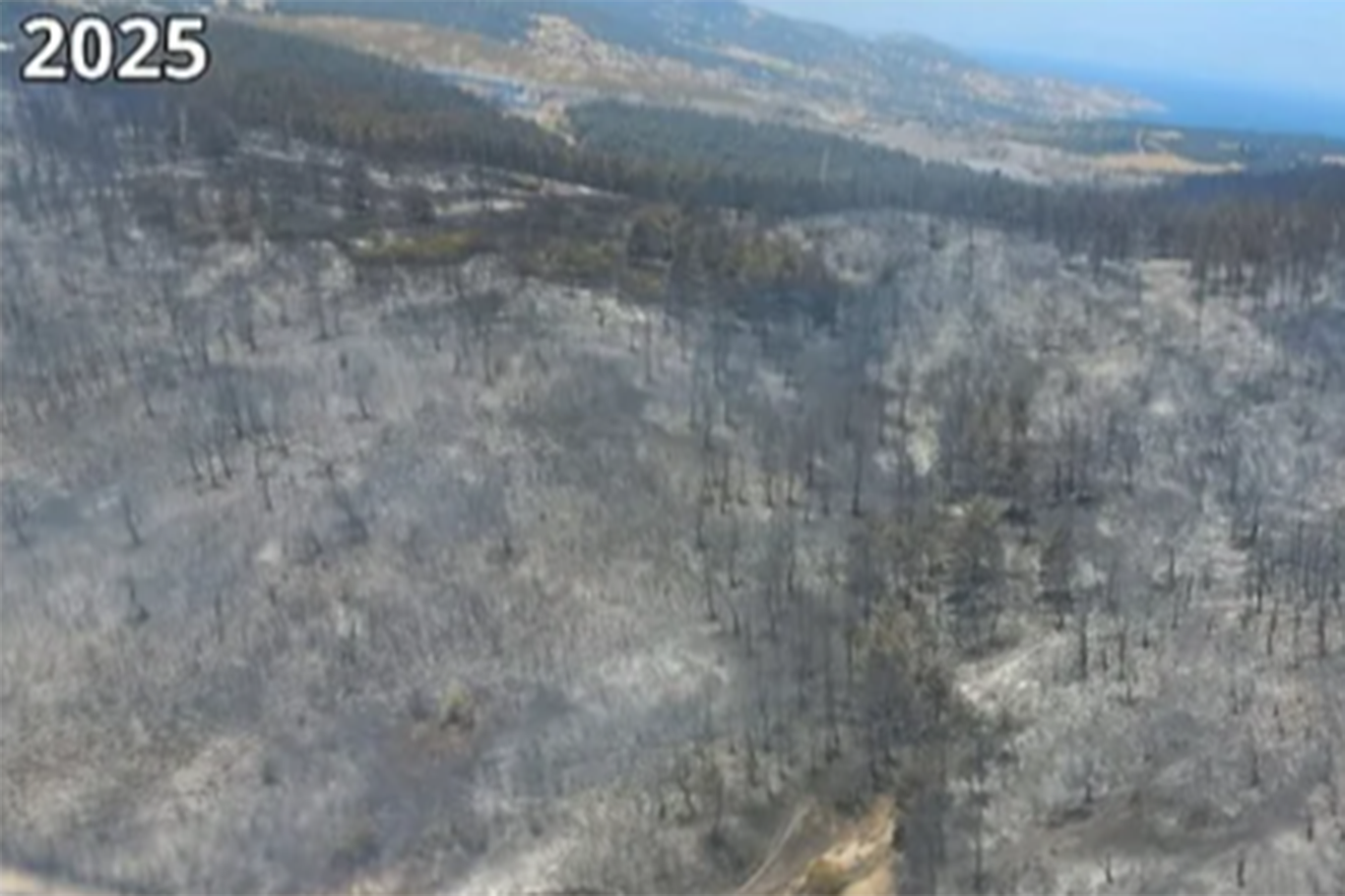 Aliağa ve Foça’da yanan alanlar fidanlarla yeniden yeşerecek