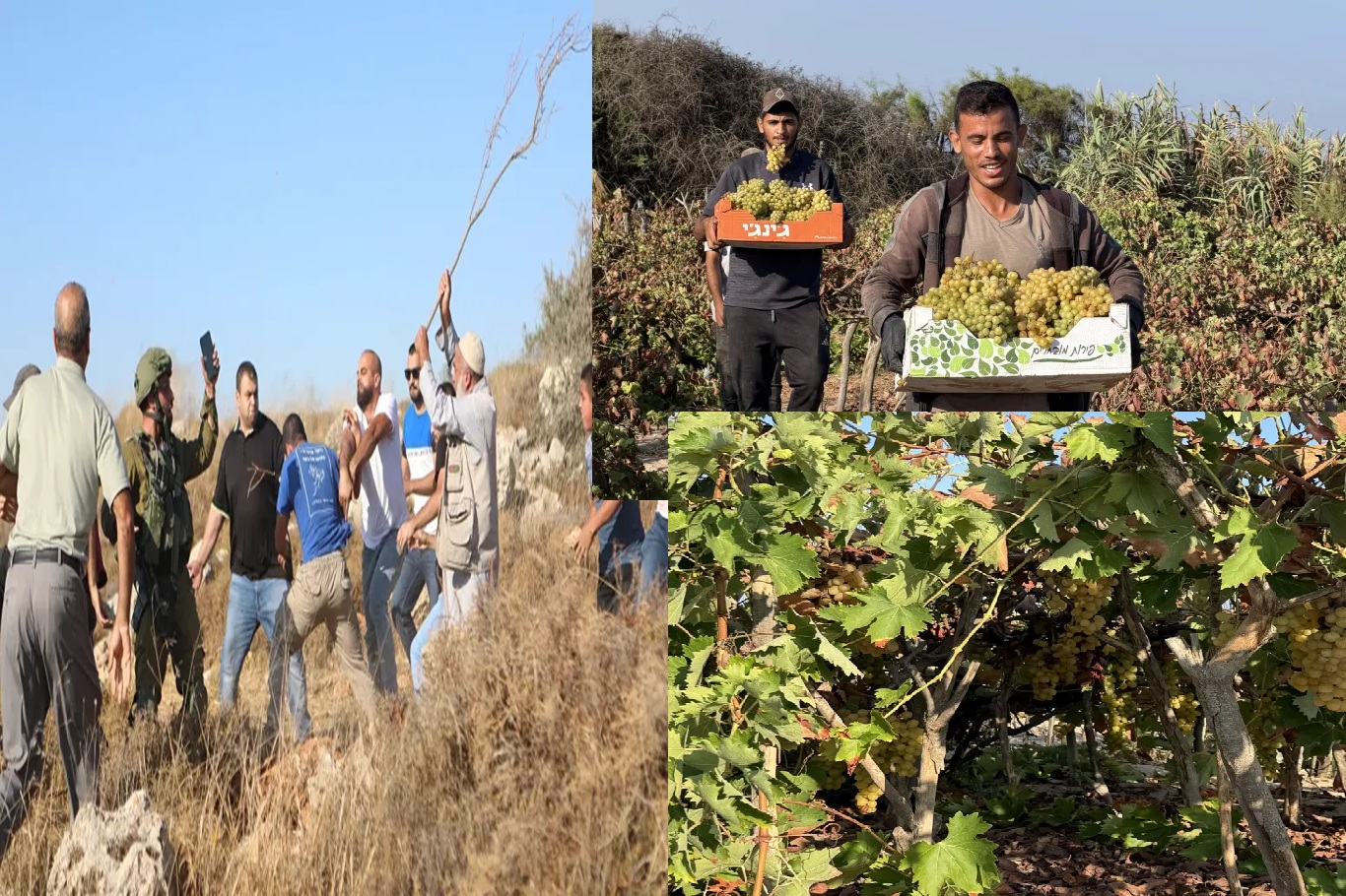 Batı Şeria’da üzüm gaspı 