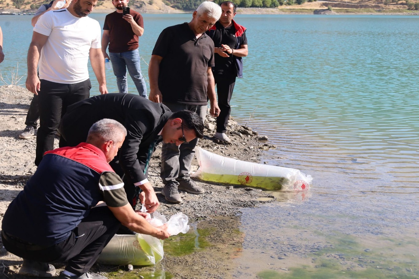 Uludere’de baraj göllerine yüz binlerce yavru sazan bırakıldı