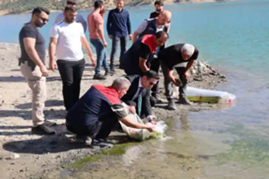 Uludere’de baraj göllerine yüz binlerce yavru sazan bırakıldı