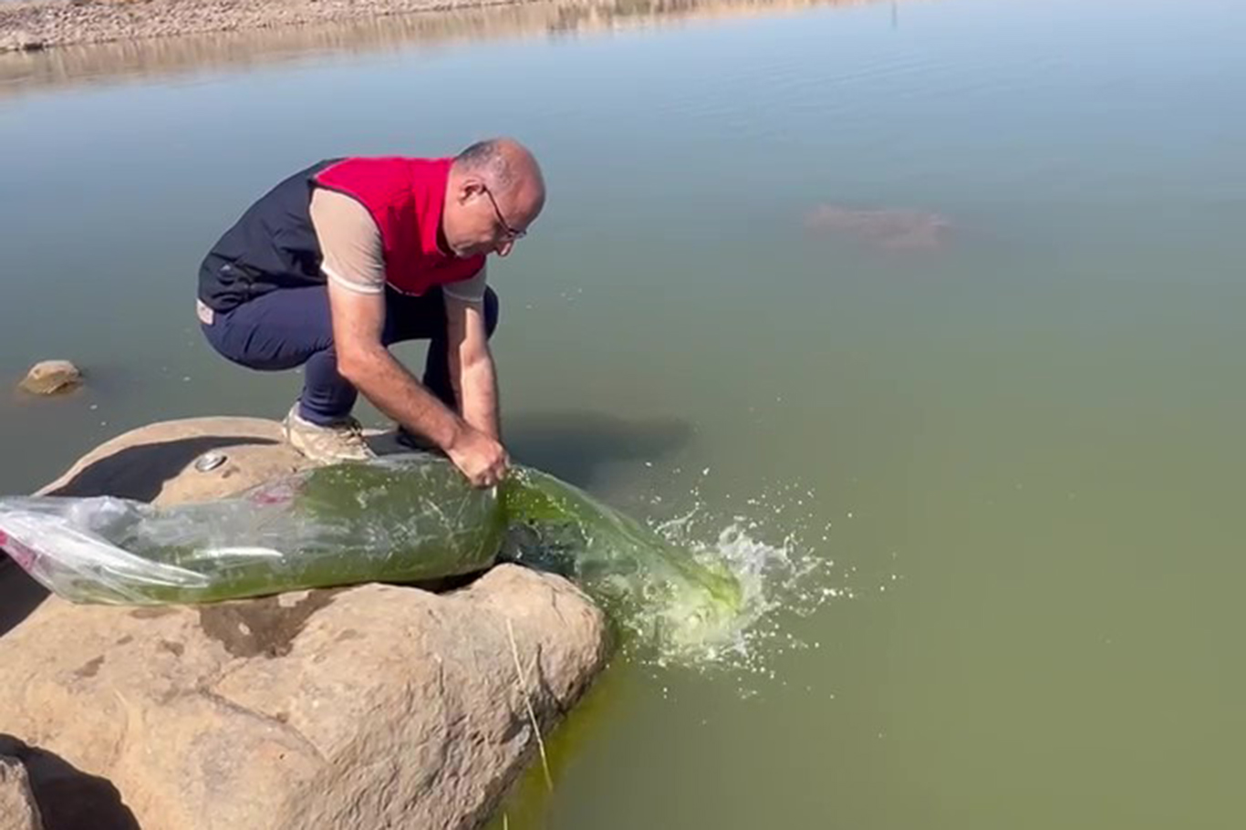 İDİL'DE BİNLERCE YAVRU SAZAN GÖLETE BIRAKILDI