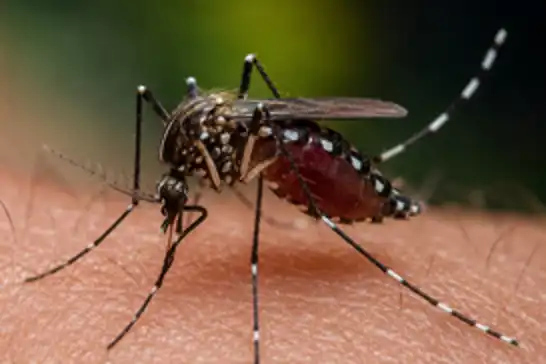 West Nile virus spreads in Croatia: 10 patients hospitalized