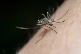 Italy reports more than 650 West Nile virus infections