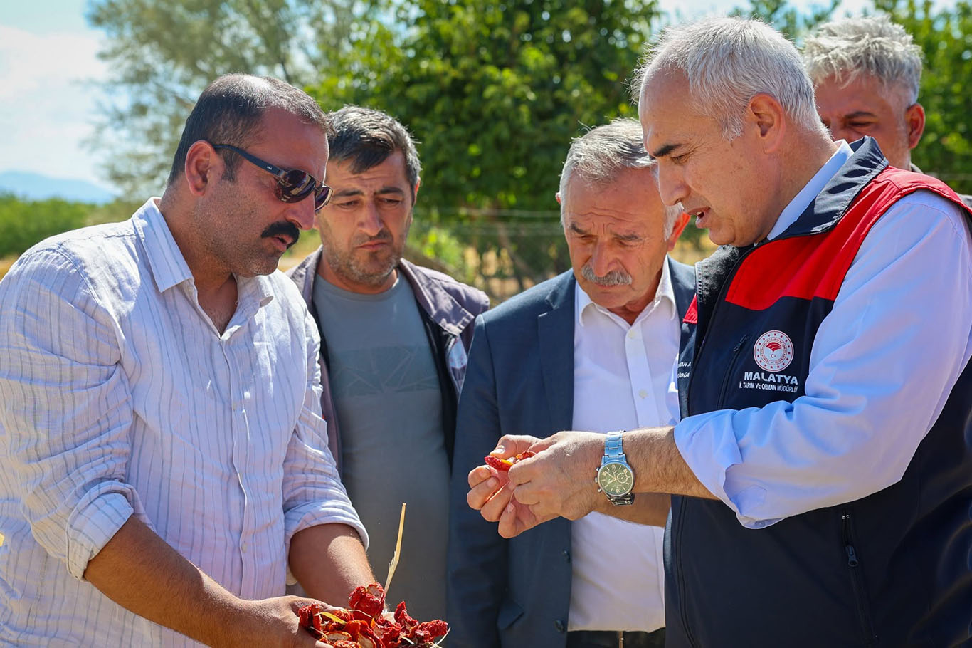 Malatya'da 350 dekarlık alanda organik domates üretimi