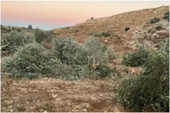 İşgalci siyonistler Ramallah yakınlarında onlarca zeytin ağacını söktü