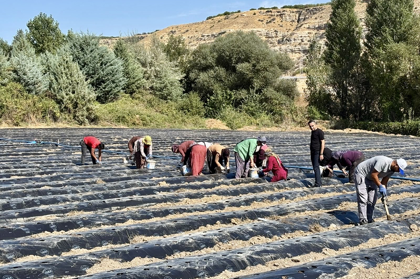 Akçadağ'da tarımsal üretime çilek katkısı