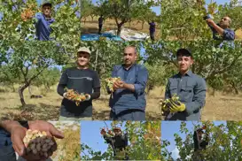 Çocuklarıyla başladı, şimdi torunlarıyla fıstık topluyor: 45 yıllık hasat hikâyesi
