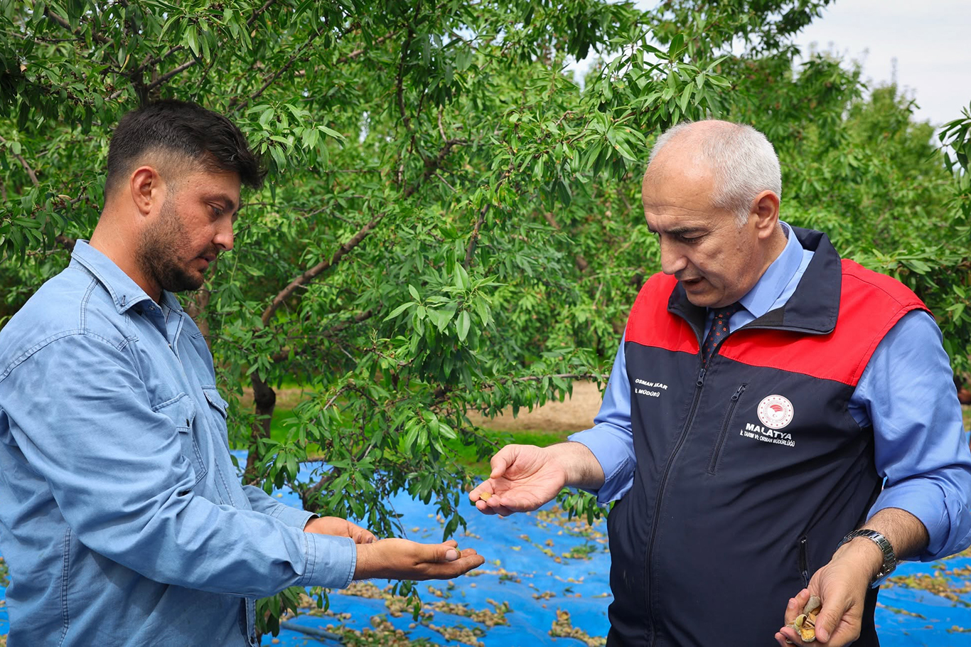 Dünya Kayısı Başkenti Malatya'da badem hasadı başladı