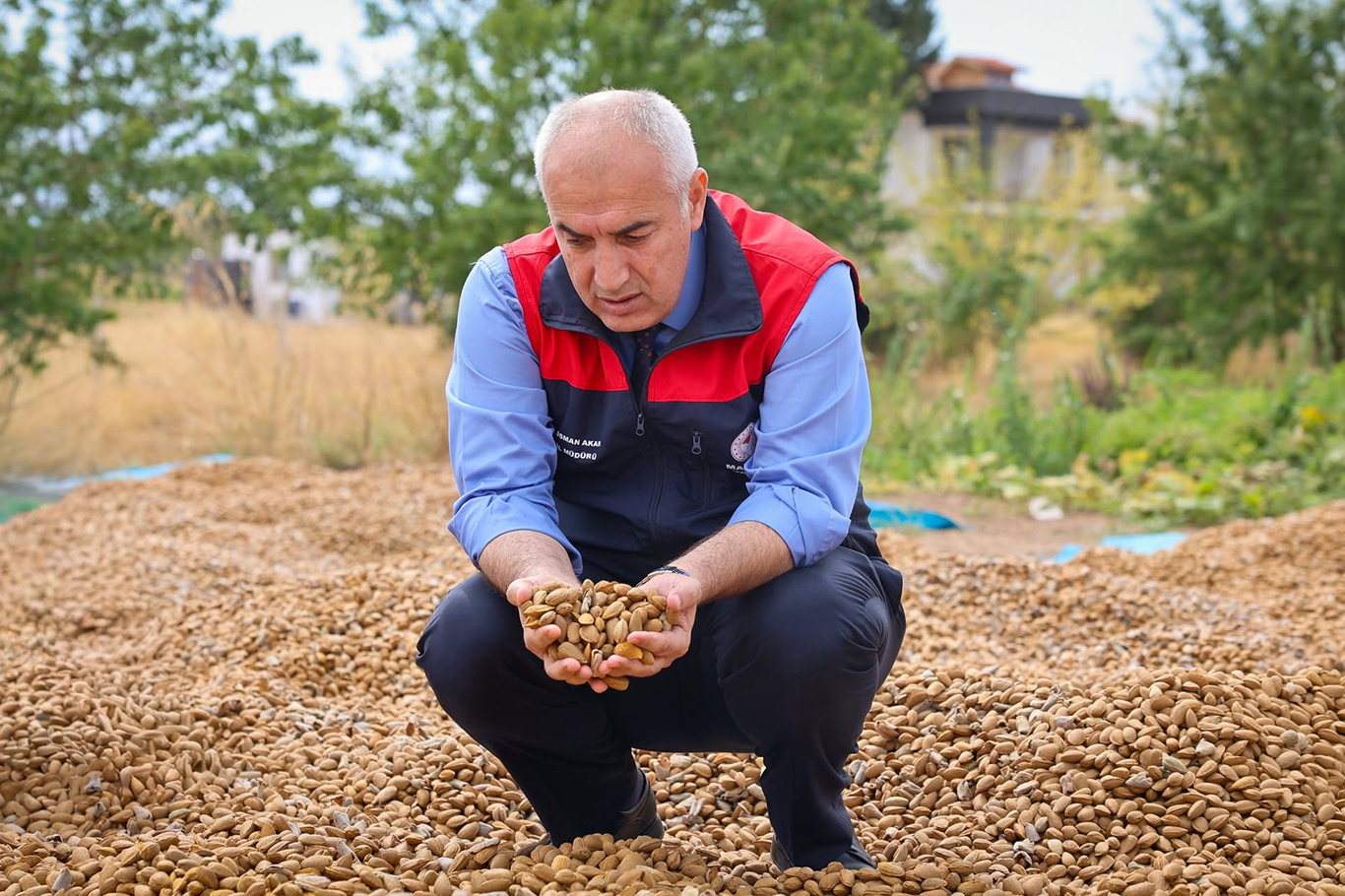 Dünya Kayısı Başkenti Malatya'da badem hasadı başladı