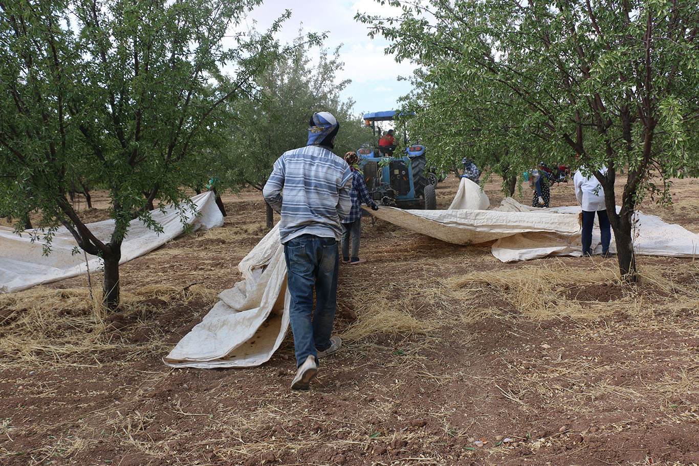 Şanlıurfa'da badem üreticisi fiyatlardan dertli: "Bu gidişle fıstığa dönebiliriz"