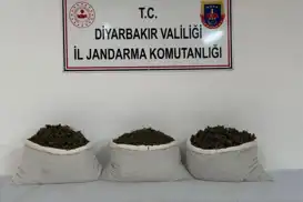 Li Dîyarbekirê 253,752 nebatên esrarê hatin desteserkirin: Li dijî 25 şikdaran tedbîrên qanûnî hatin girtin