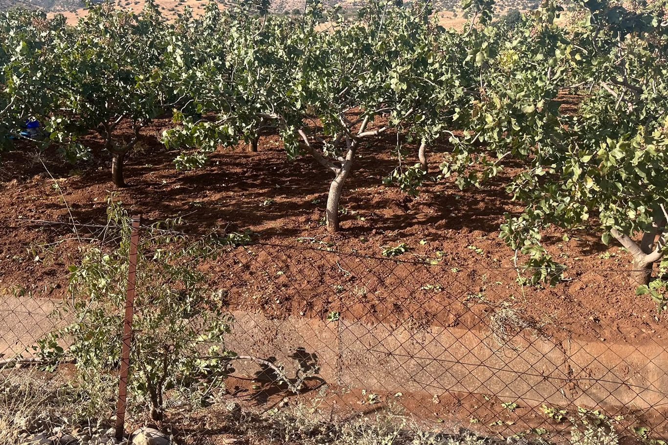 Siirt’te 300 kilo fıstık çalan hırsızlar yakalandı