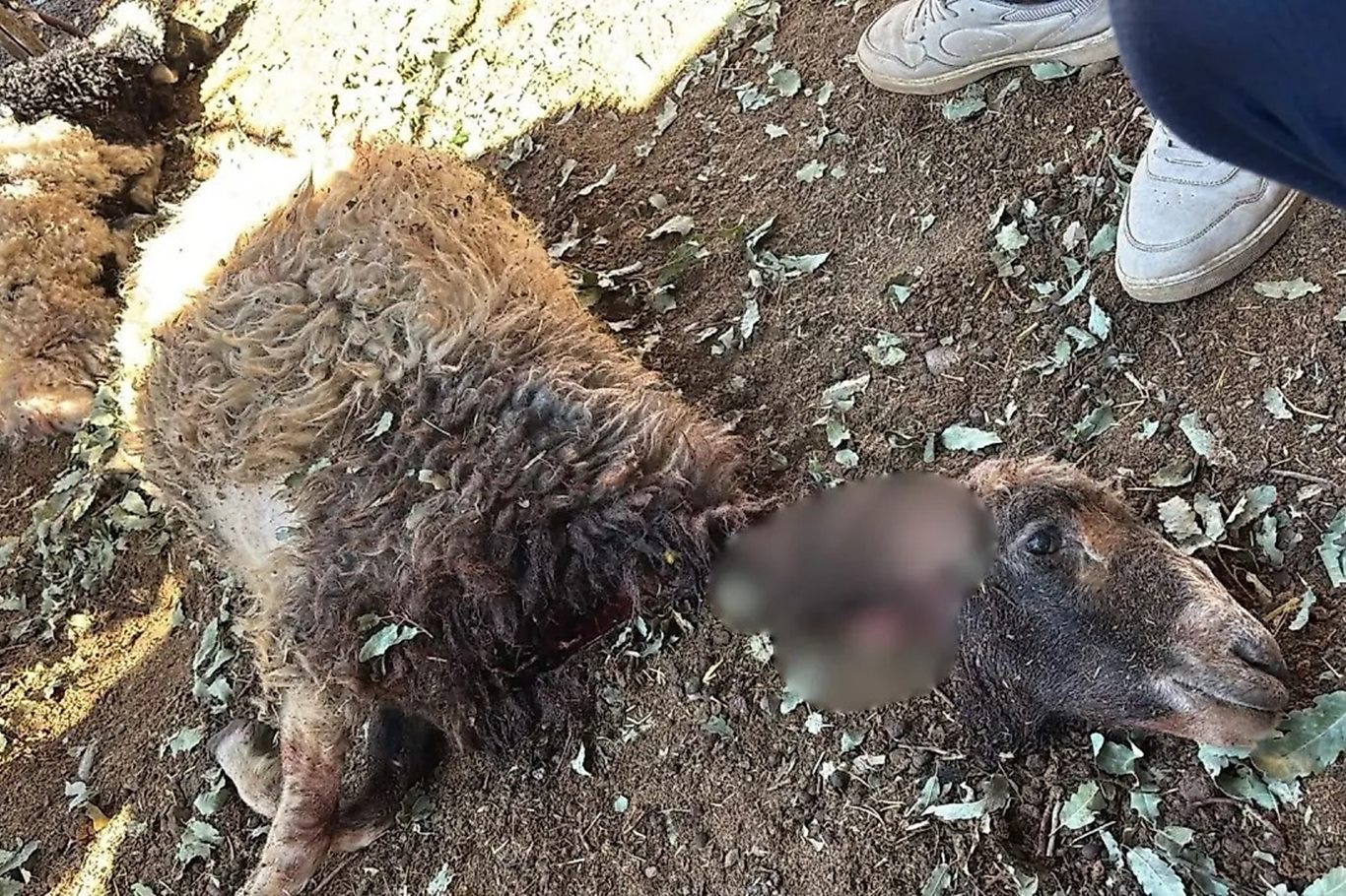 Siirt’te sahipsiz köpekler ağıla girdi: 3 kuzu telef oldu