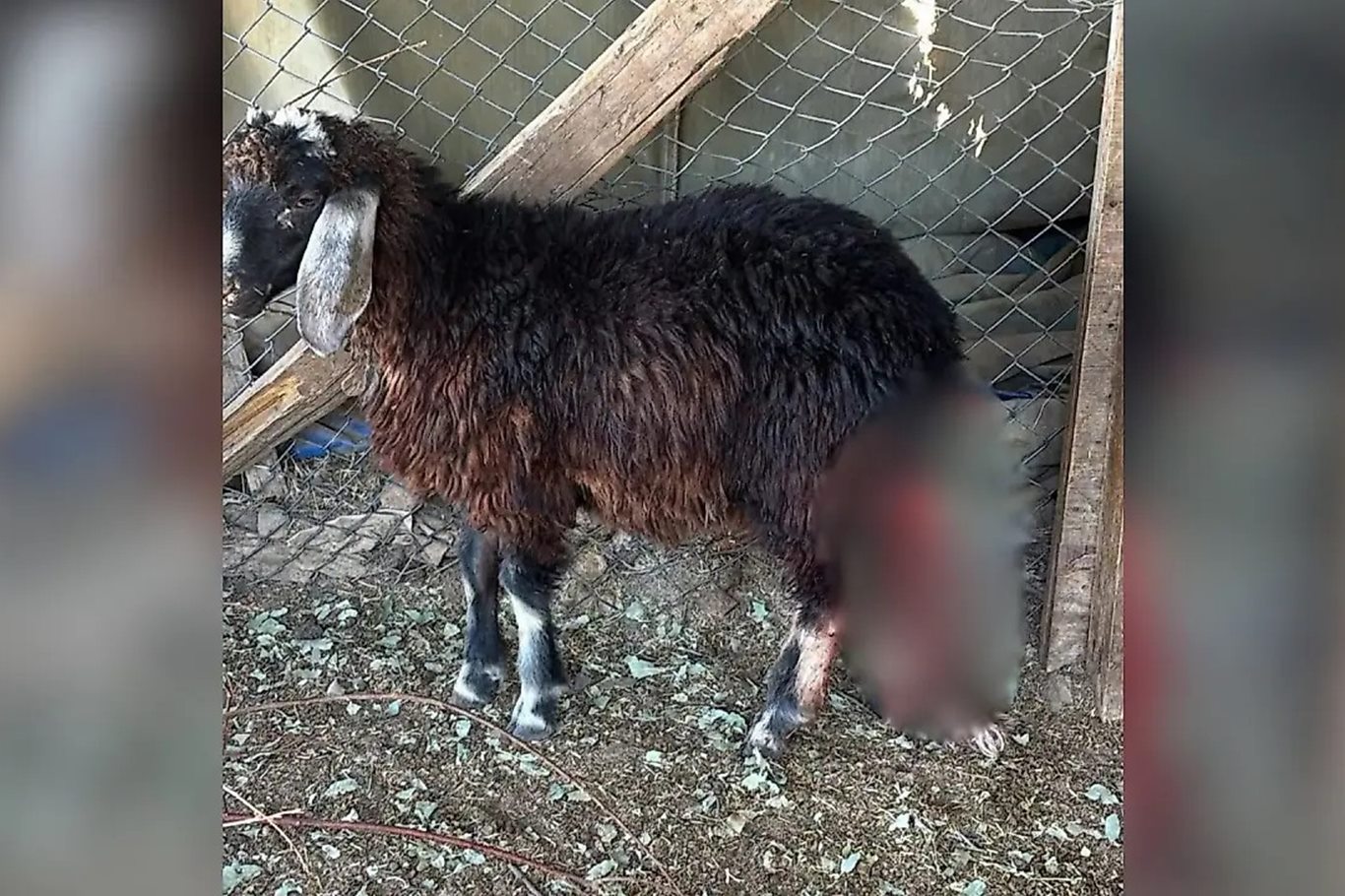 Siirt’te sahipsiz köpekler ağıla girdi: 3 kuzu telef oldu