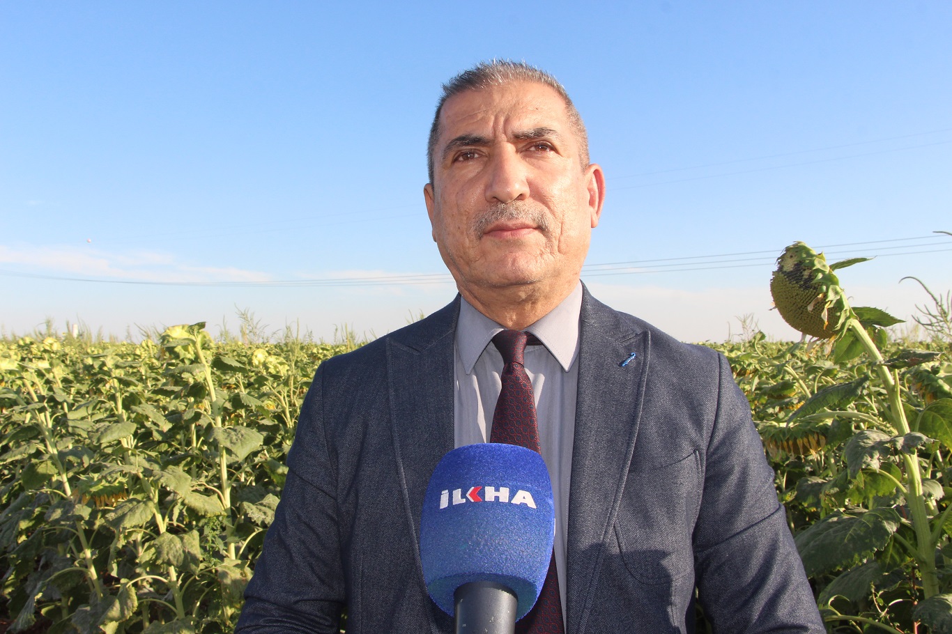 Mardin’de su kısıtlamaları ayçiçeği ekimini artırdı
