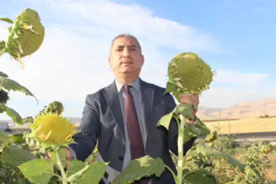 Mardin’de su kısıtlamaları ayçiçeği ekimini artırdı