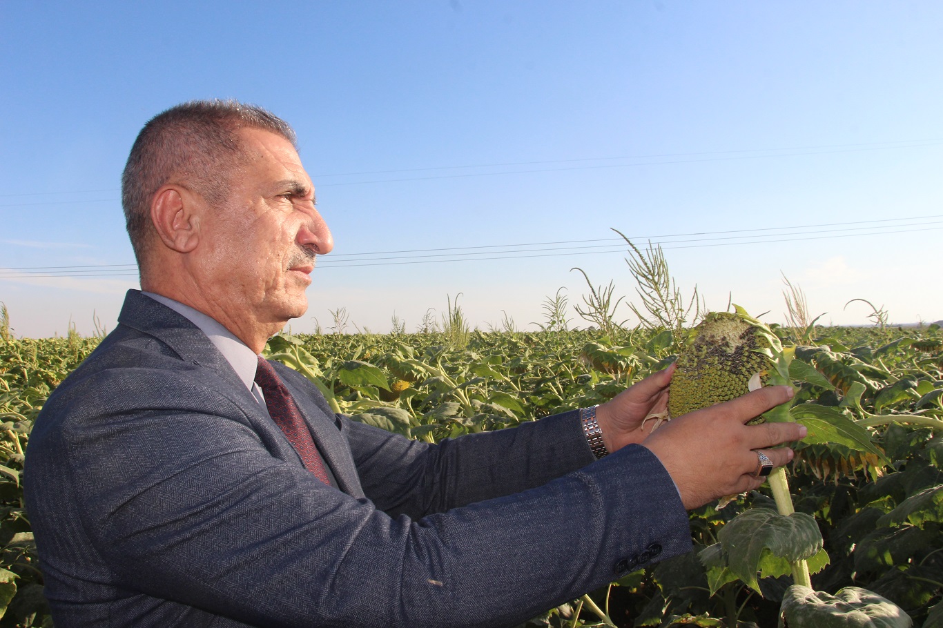 Mardin’de su kısıtlamaları ayçiçeği ekimini artırdı