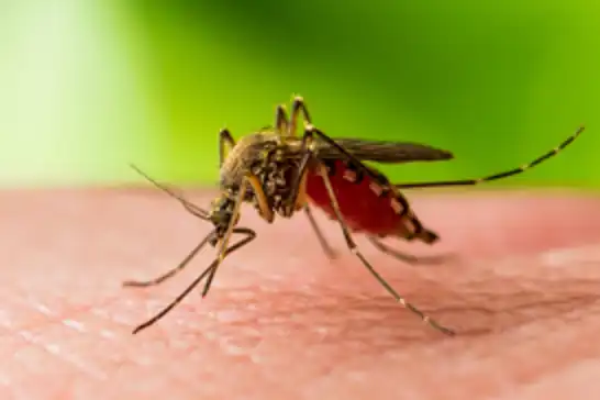 Batı Nil virüsü Avrupa'ya yayılıyor