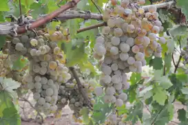Coğrafi işaretli Mezrone üzümünde hasat heyecanı
