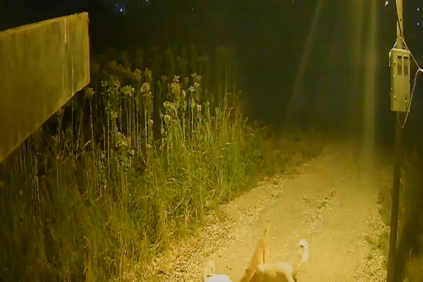 Batman'da başıboş köpekler kediyi kovalayıp telef etti
