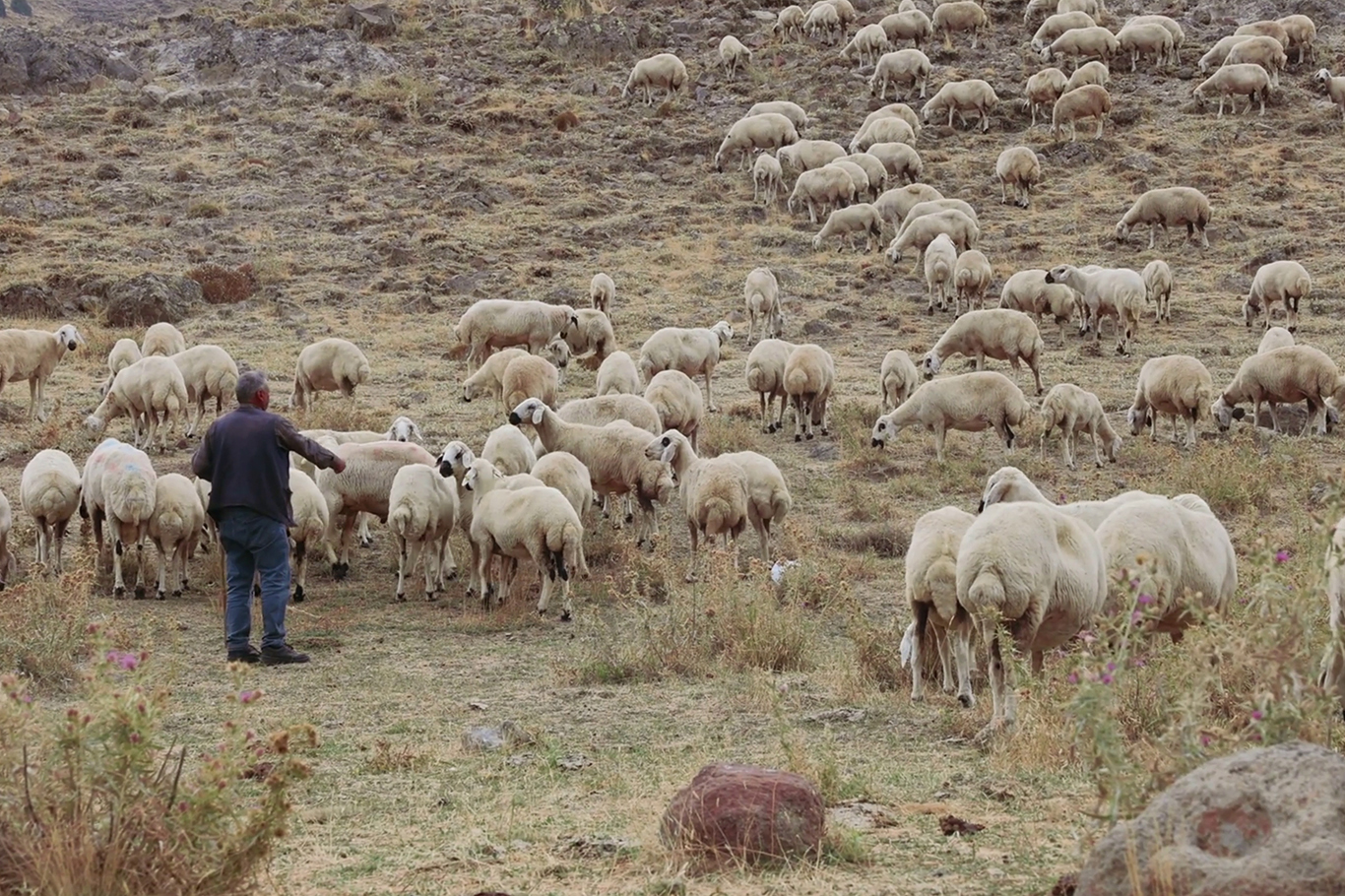 Gençler köyleri terk etti, hayvancılık can çekişiyor