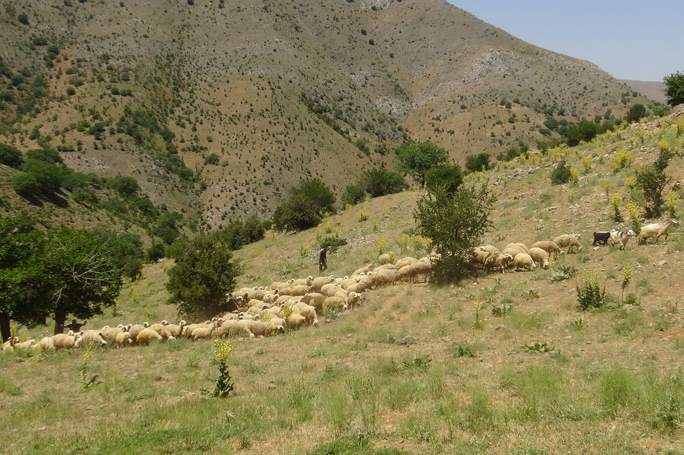 Gençler köyleri terk etti, hayvancılık can çekişiyor