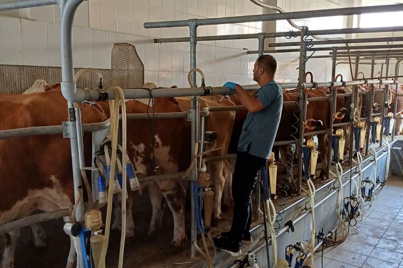 ŞIRNAK’TA HAYVAN SAĞLIĞI İÇİN AŞILAMA VE KÜPELEME ÇALIŞMALARI SÜRÜYOR