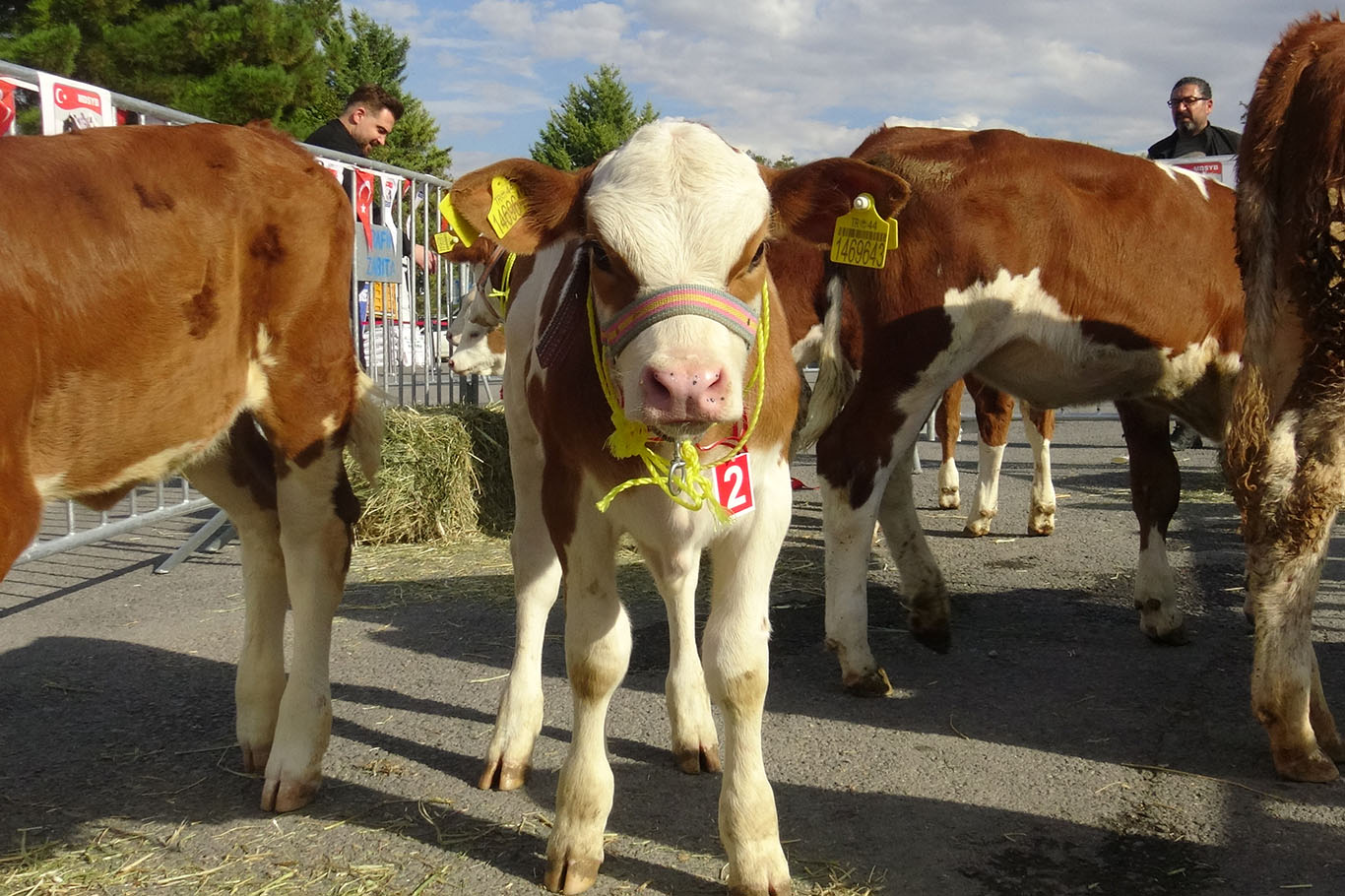 Malatya'da "En Güzel Buzağı" yarışması düzenlendi