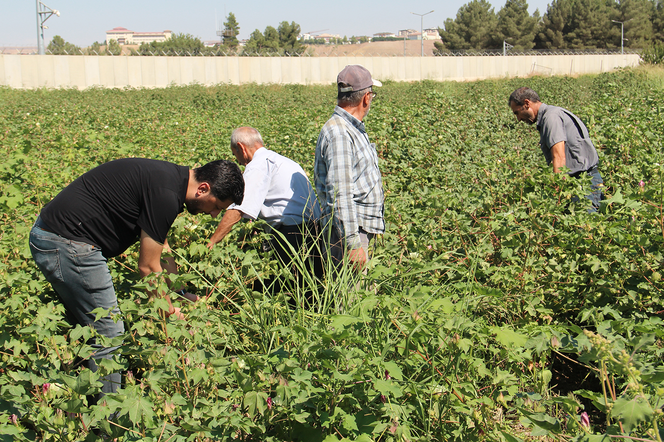 Çukobirlik Şube Başkanı Kağba: Mısıra alternatif olarak beyaz altın pamuğu yaygınlaştırmalıyız