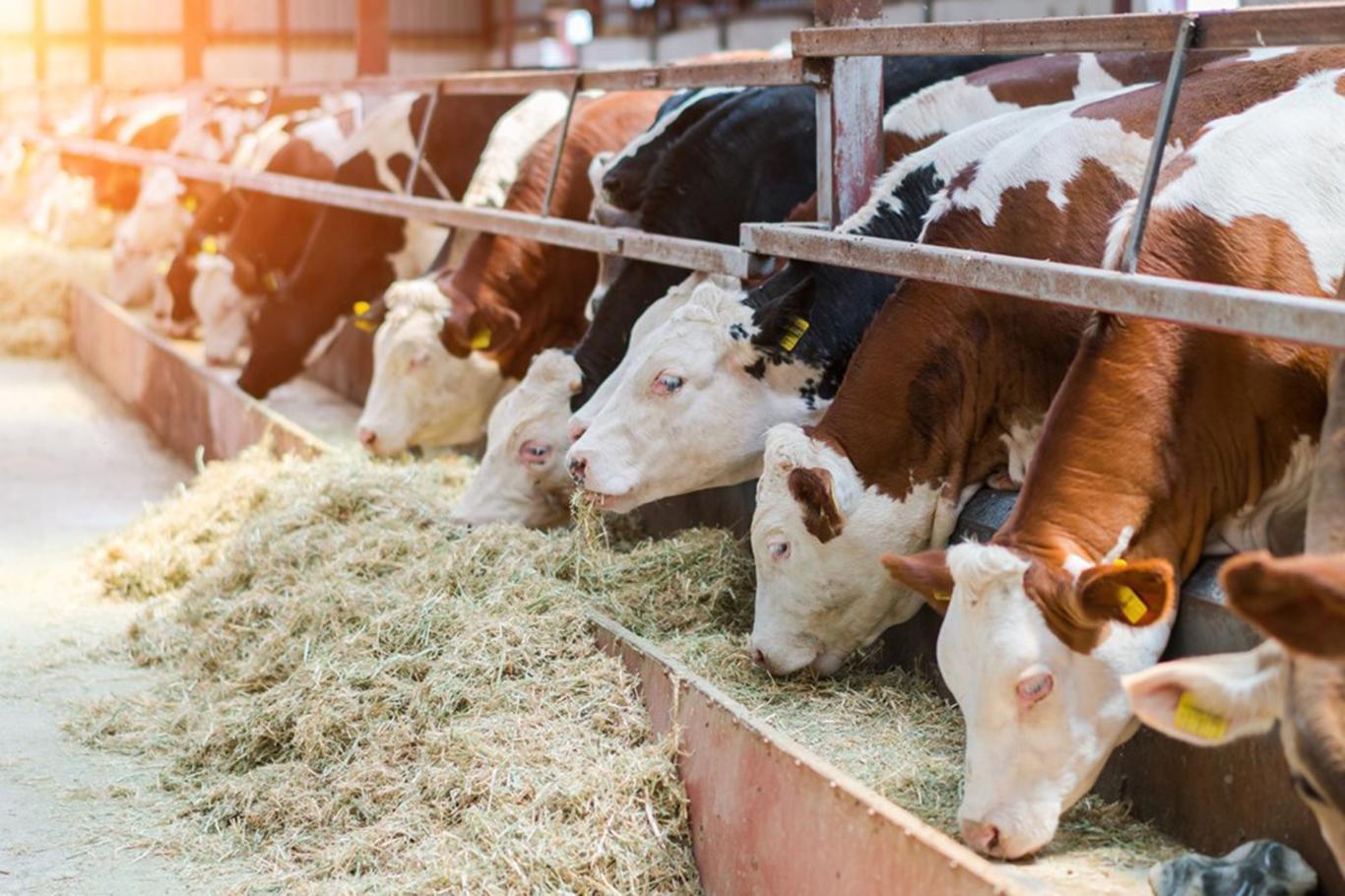 Bovine animal number rises by 4.2% in Turkey