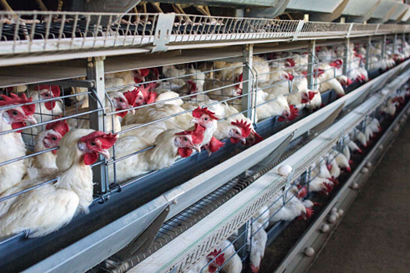 About 220000 Chickens Culled After Bird Flu Discovered On Farms In