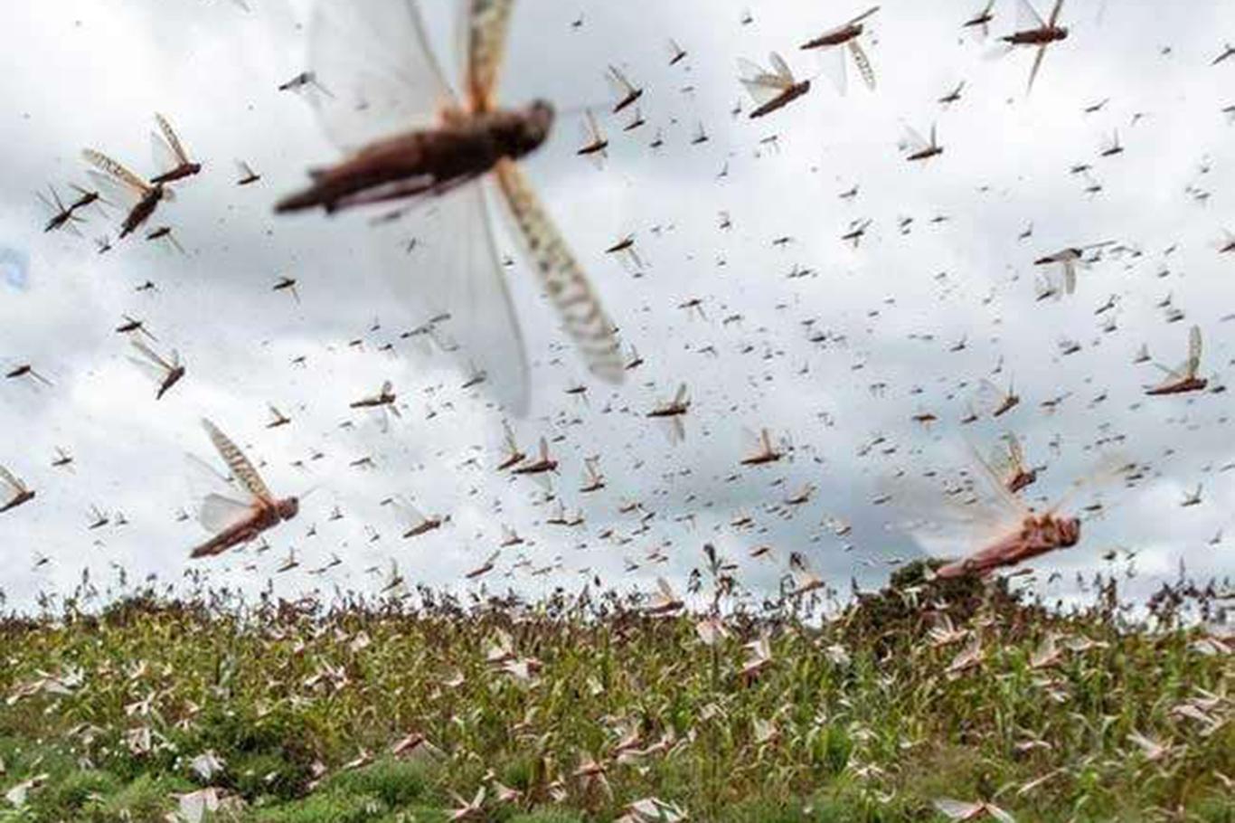 An invasion of locusts has spread across Pakistan - [İLKHA] Ilke News ...