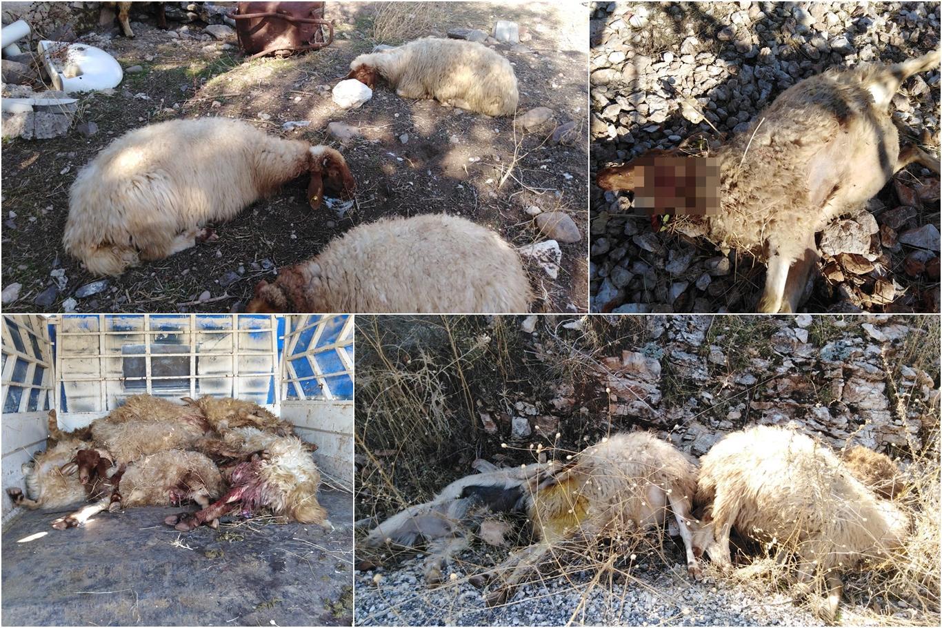 گورگ کەوتە ناو مەڕەکان: ٣١ مەڕ مردار بوون