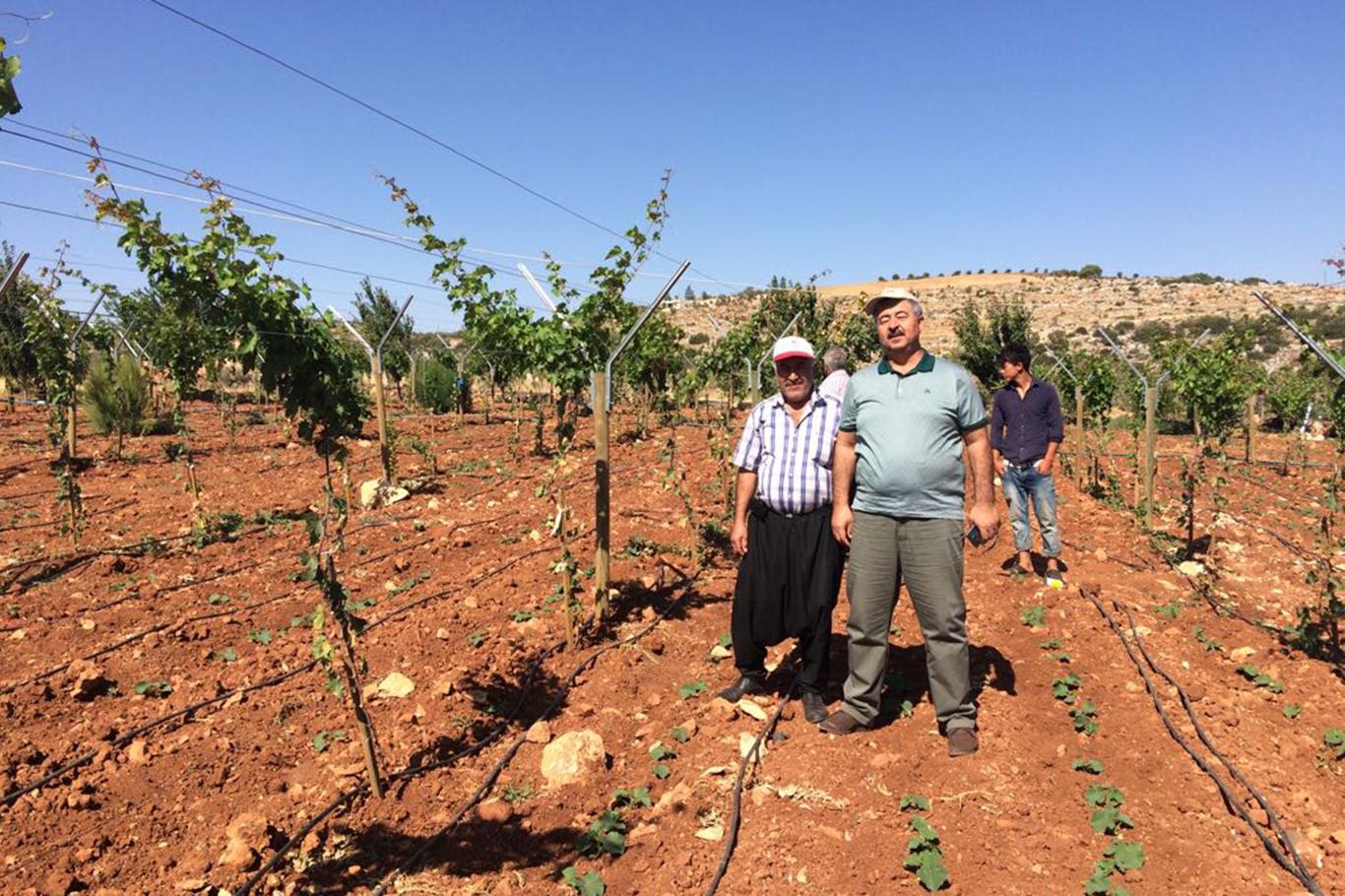 “Telli sistemle daha sağlıklı ve kaliteli üzüm yetişecek”