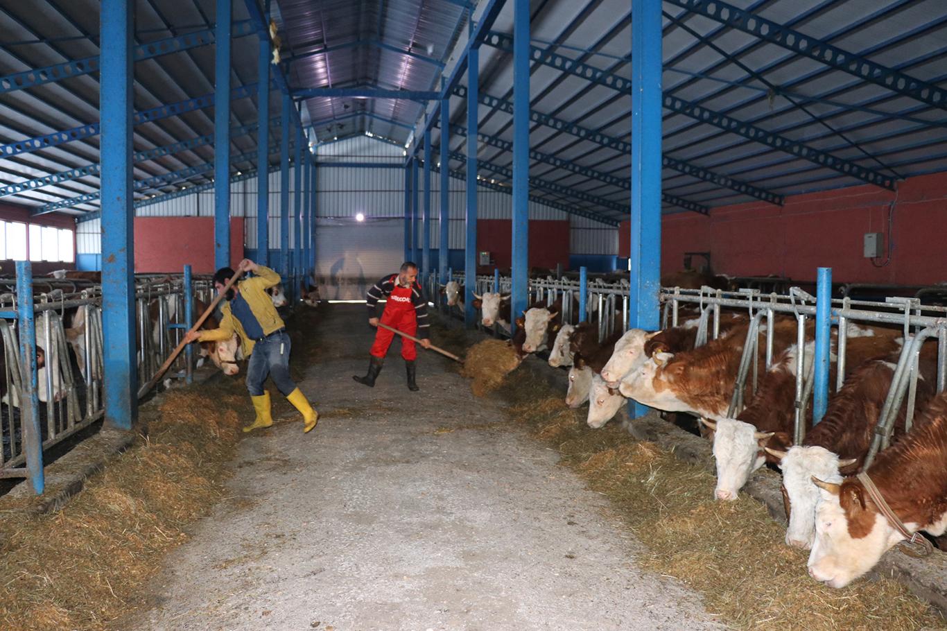 "2018 yılı hayvan üreticileri için bir kriz yılı oldu"