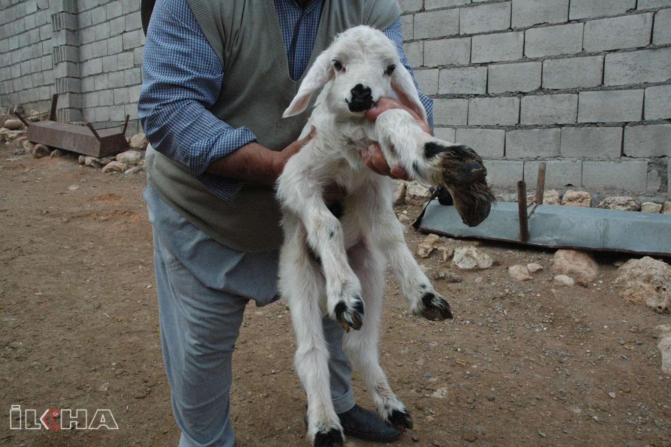 6 ayaklı olarak doğan kuzu görenleri şaşırtıyor