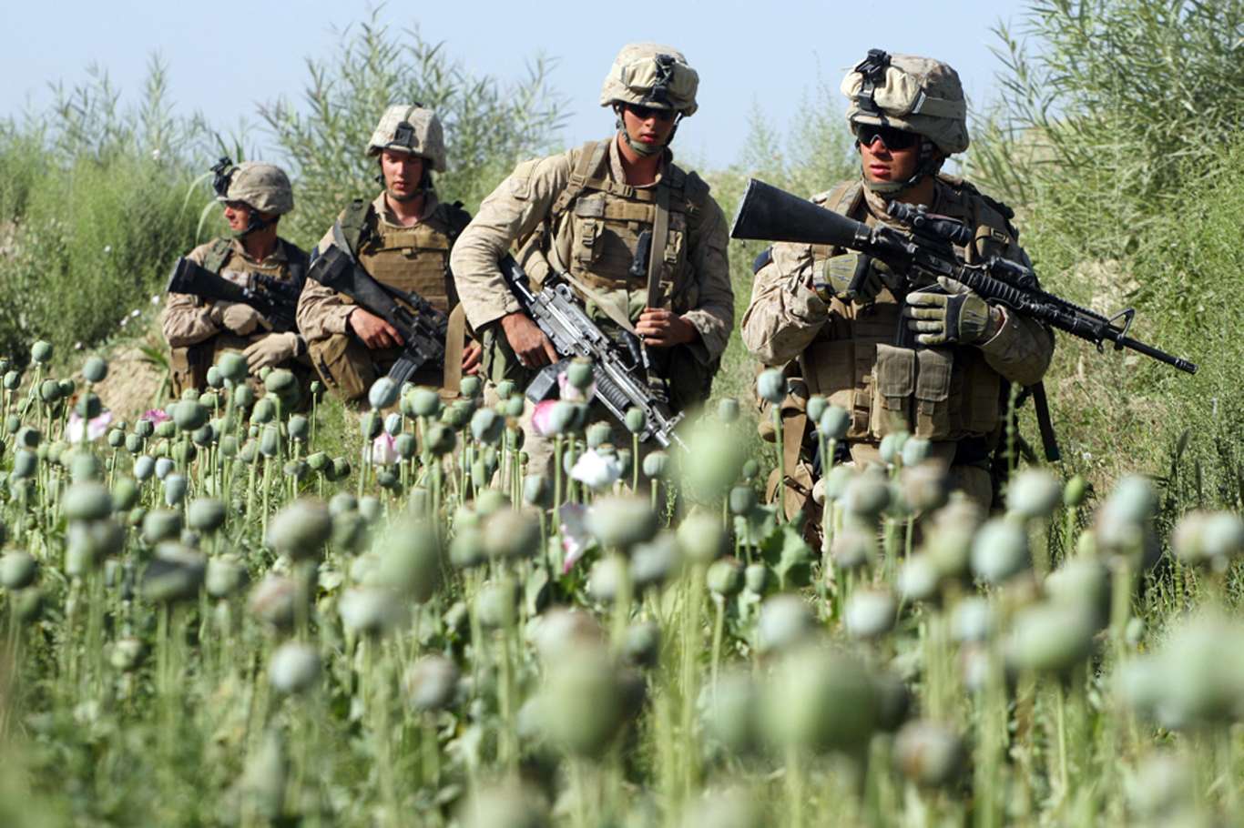 ABD'nin Afganistan'ı işgalinde haşhaş tarlaları 100 kat arttı