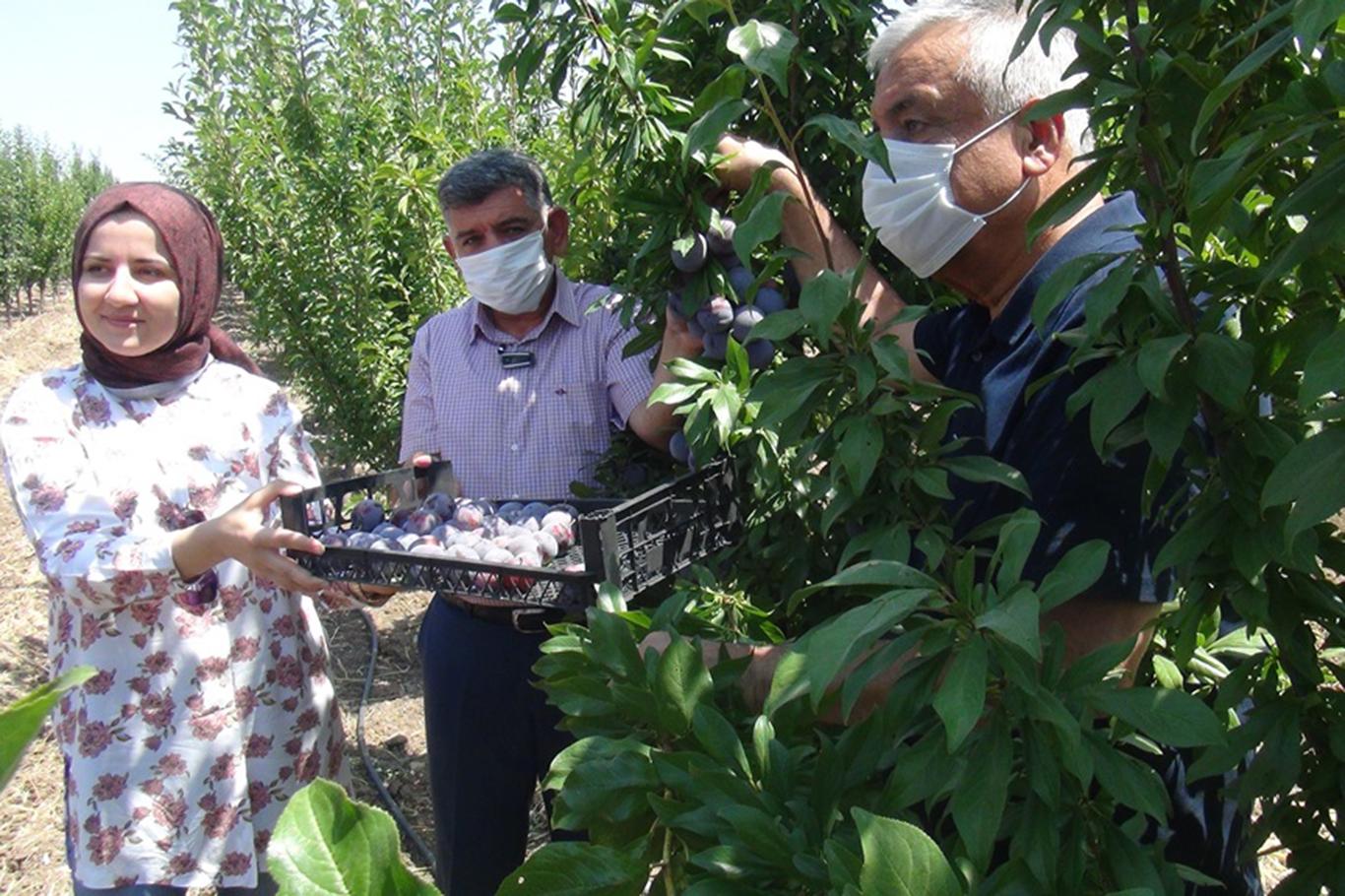 Adıyaman'da 5 farklı erik çeşidini bir arada bulunduran bahçede hasat başladı