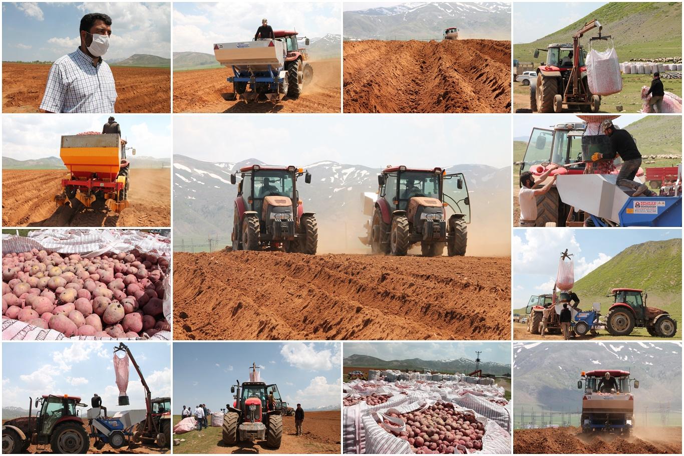 Ahlat Tarım Havzası’nda patatesin ilk tohumları toprakla buluşturuldu
