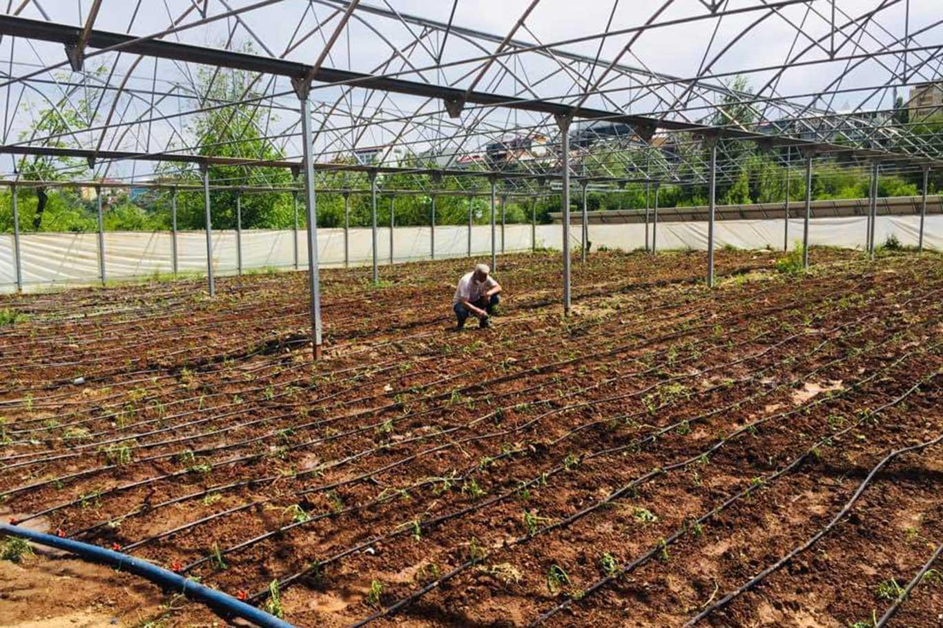 Bingöl'de bir avuçla başlanan yerli tohum çalışmaları milyonlara ulaştı