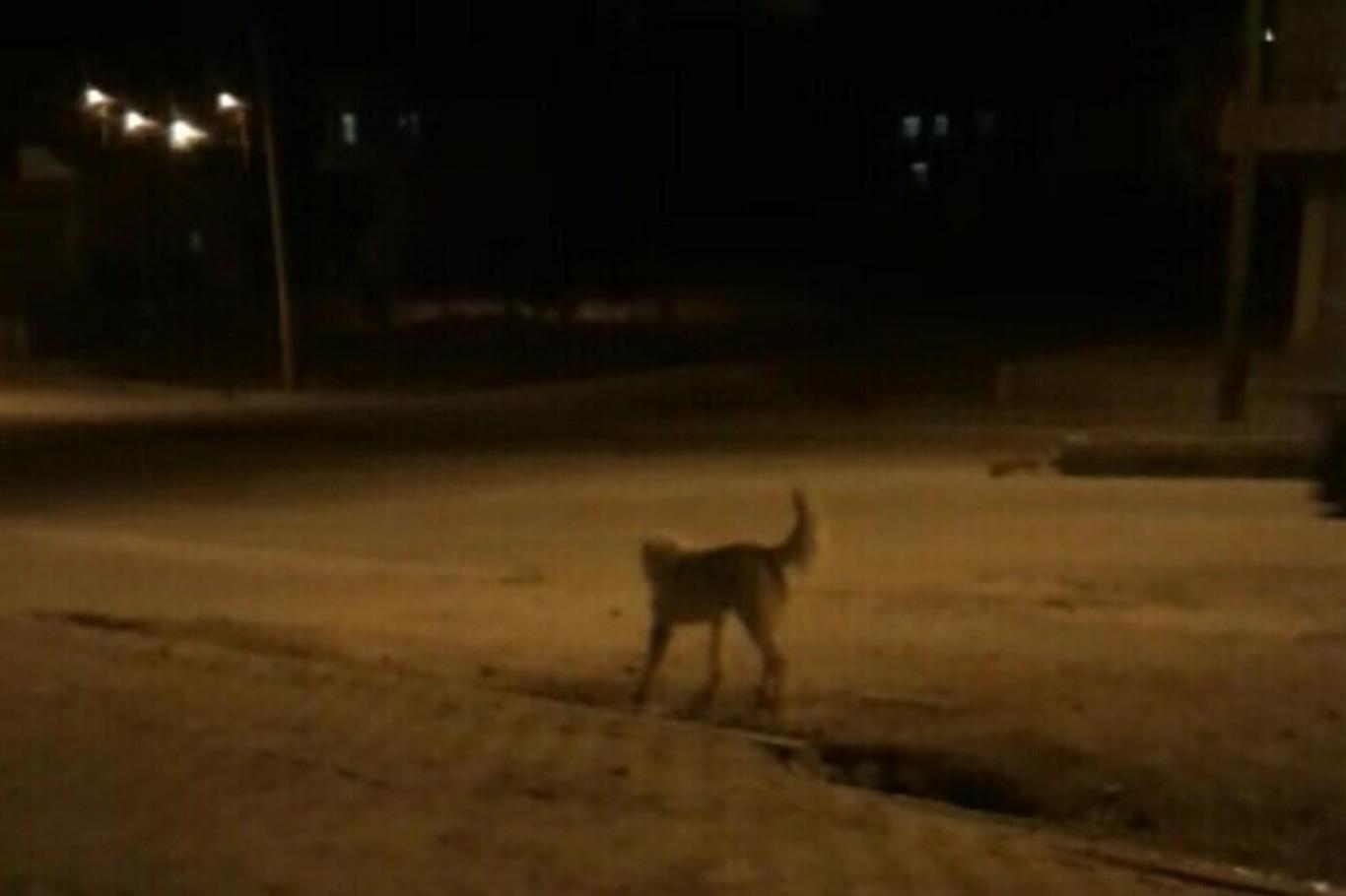 Bir başıboş köpek saldırısı daha: 3 çocuk yaralı