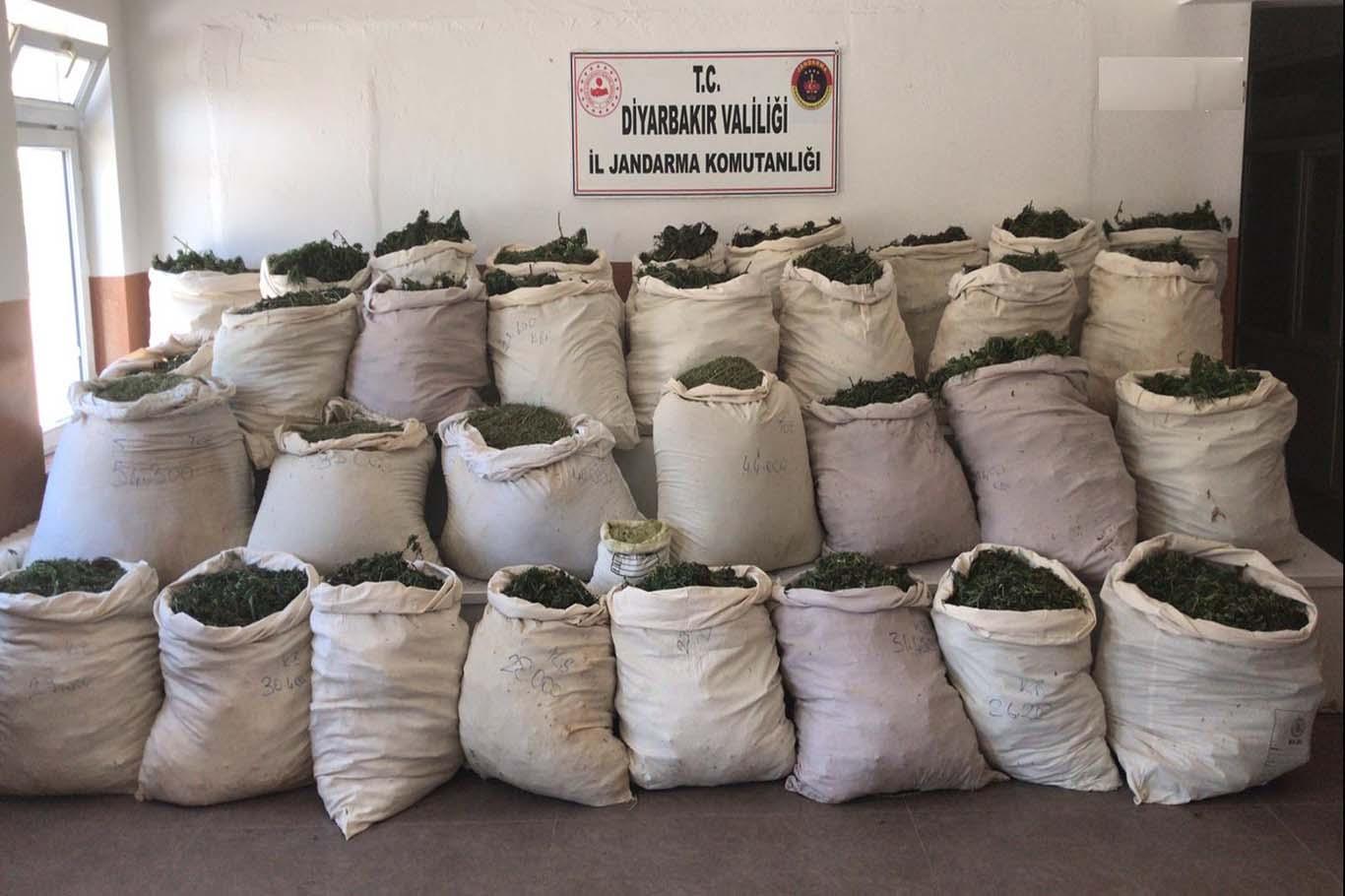 Bir milyondan fazla kök kenevir ve 974 kilo esrar maddesi ele geçirildi